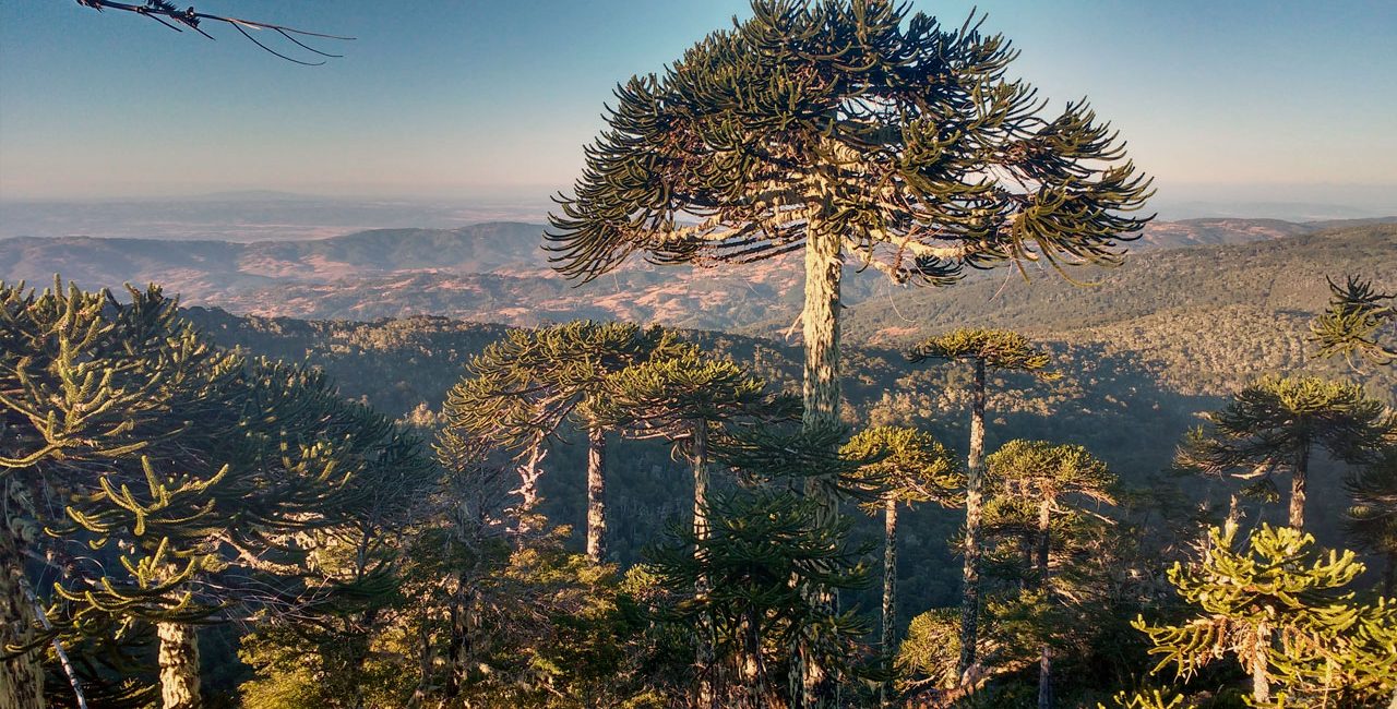 Araucarias con vista al valle desde Nahuelbuta